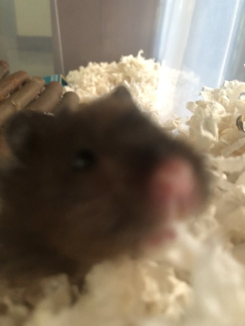 Barom - Syrian / Golden Hamster Hamster