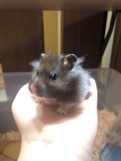 Barom - Syrian / Golden Hamster Hamster