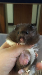 Barom - Syrian / Golden Hamster Hamster