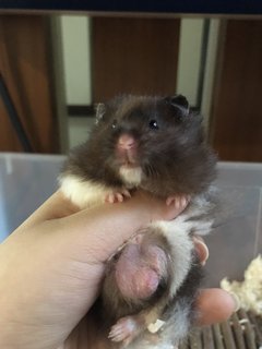 Barom - Syrian / Golden Hamster Hamster