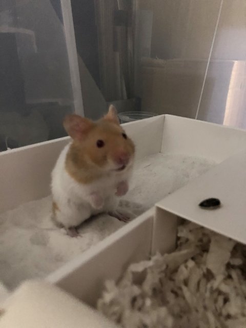 Tucker - Syrian / Golden Hamster Hamster