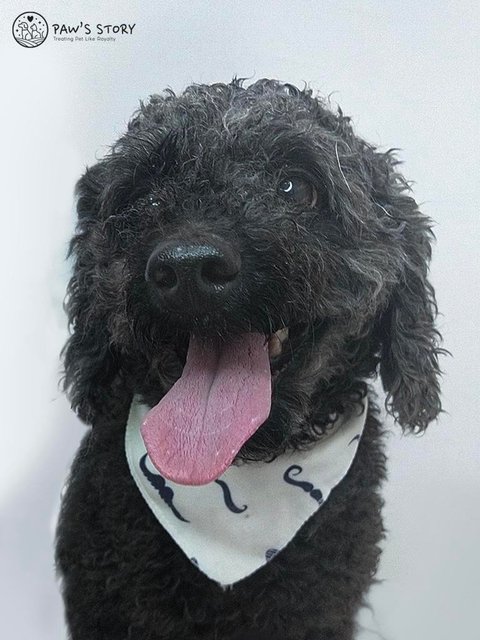 Moumou - Poodle Dog