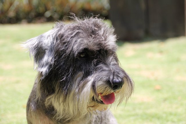 B'lee - Schnauzer Dog