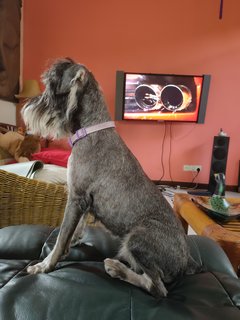 B'lee - Schnauzer Dog