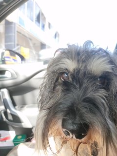 B'lee - Schnauzer Dog