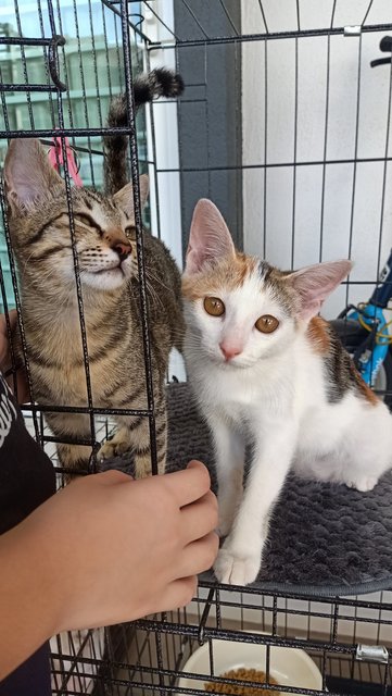 Cuties Sisters Caramel &amp; Milo - Domestic Short Hair + Domestic Medium Hair Cat