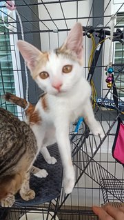 Cuties Sisters Caramel &amp; Milo - Domestic Short Hair + Domestic Medium Hair Cat