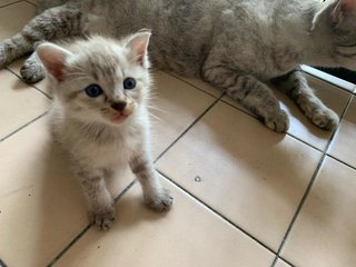 4 Little Kitties - Domestic Short Hair Cat