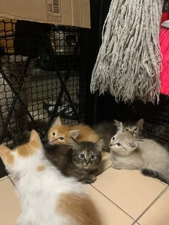 4 Little Kitties - Domestic Short Hair Cat