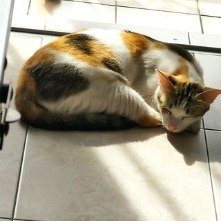 Calico - Domestic Short Hair Cat