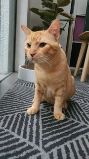 Oyen The Fluffy Sunflower - Domestic Short Hair Cat