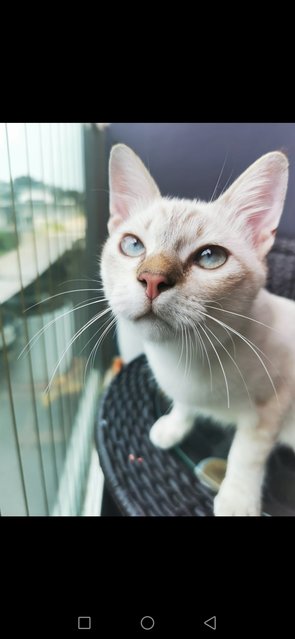 Frosty  - Domestic Short Hair Cat