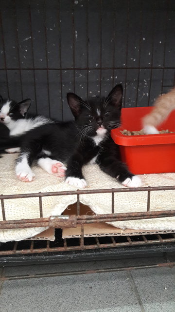 Batman,joey,lucy - Domestic Short Hair Cat