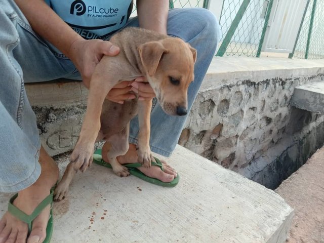 Latte,simon,kong,alvina,polar,theo &amp; Old - Mixed Breed Dog