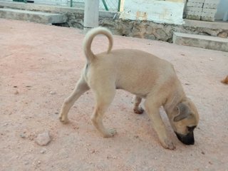 Latte,simon,kong,alvina,polar,theo &amp; Old - Mixed Breed Dog