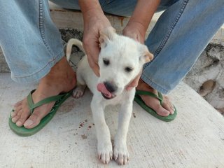 Latte,simon,kong,alvina,polar,theo &amp; Old - Mixed Breed Dog