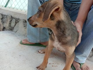 Latte,simon,kong,alvina,polar,theo &amp; Old - Mixed Breed Dog