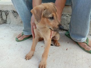 Latte,simon,kong,alvina,polar,theo &amp; Old - Mixed Breed Dog