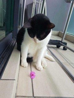 Panda - Tuxedo + Domestic Short Hair Cat