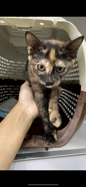 Mia - Tortoiseshell Cat