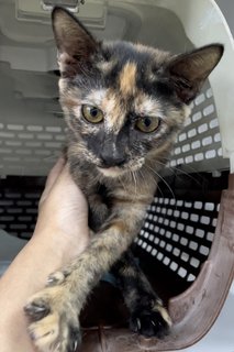 Mia - Tortoiseshell Cat