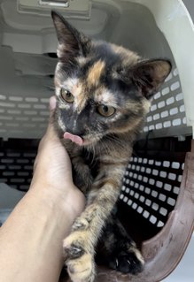 Mia - Tortoiseshell Cat