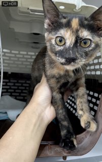 Mia - Tortoiseshell Cat