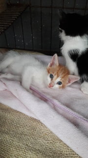 Elli And Oreo - Domestic Short Hair Cat