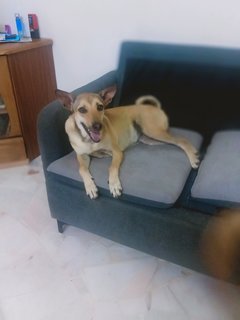 Rasathi - Mixed Breed Dog