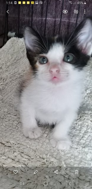 6 Weeks  Kitten - Domestic Medium Hair Cat