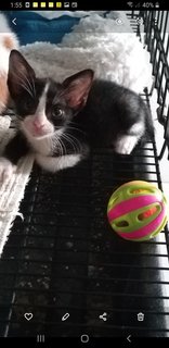 6 Weeks  Kitten - Domestic Medium Hair Cat