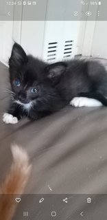 6 Weeks  Kitten - Domestic Medium Hair Cat