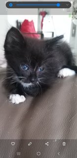 6 Weeks  Kitten - Domestic Medium Hair Cat