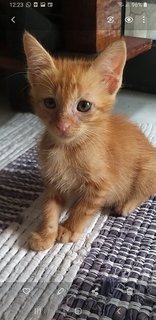 6 Weeks  Kitten - Domestic Medium Hair Cat