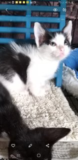 6 Weeks  Kitten - Domestic Medium Hair Cat