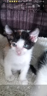 6 Weeks  Kitten - Domestic Medium Hair Cat