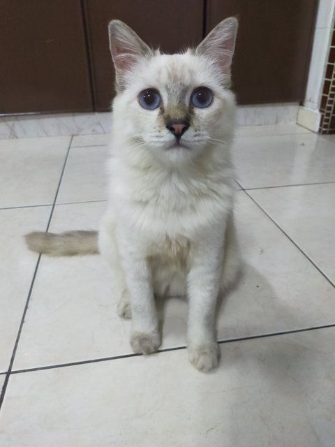 Putih - Domestic Medium Hair Cat