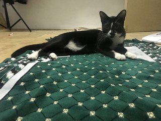 Kecik - Tuxedo + Domestic Short Hair Cat