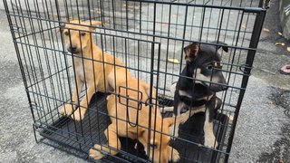 Black &amp; White Puppies For Adoption - Mixed Breed Dog