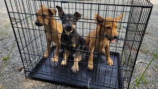 Black &amp; White Puppies For Adoption - Mixed Breed Dog