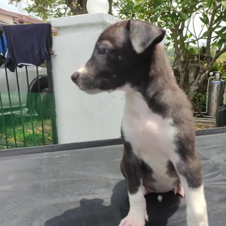 Black &amp; White Puppies For Adoption - Mixed Breed Dog