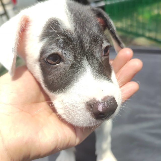 Black &amp; White Puppies For Adoption - Mixed Breed Dog