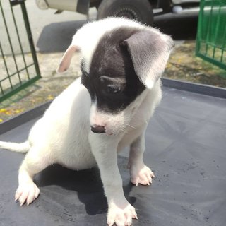 Black &amp; White Puppies For Adoption - Mixed Breed Dog