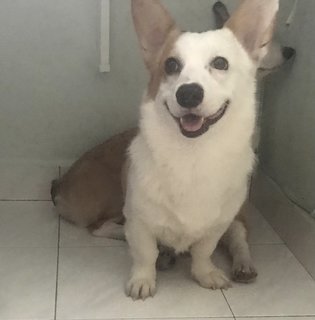 Maimai - Corgi Dog