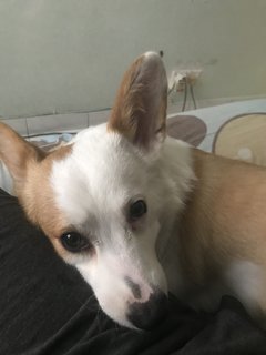 Maimai - Corgi Dog