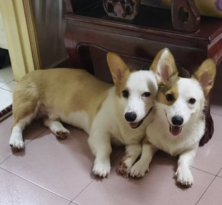 Maimai - Corgi Dog