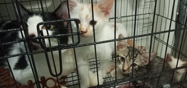 Kitten - Domestic Medium Hair + Domestic Short Hair Cat