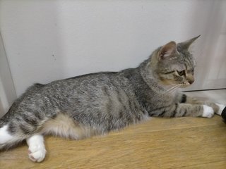 PF108495 - Domestic Short Hair Cat