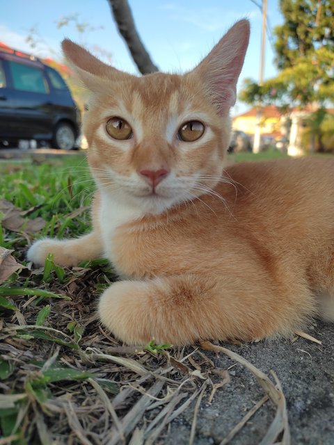 Oyen - Tabby Cat