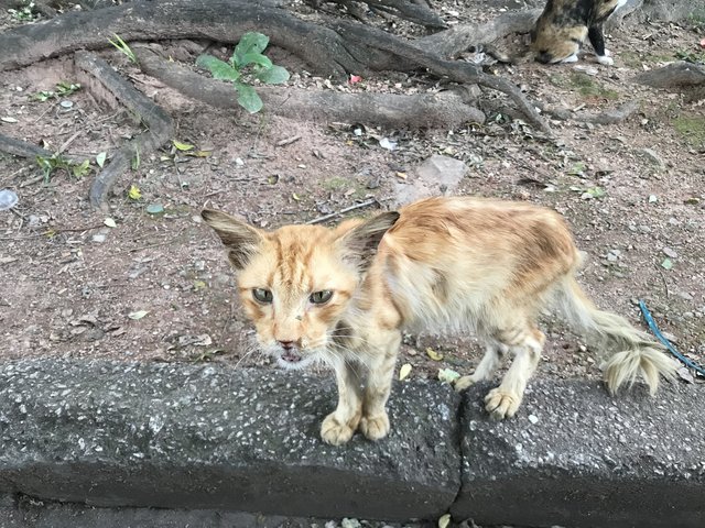 Leo - Domestic Short Hair Cat